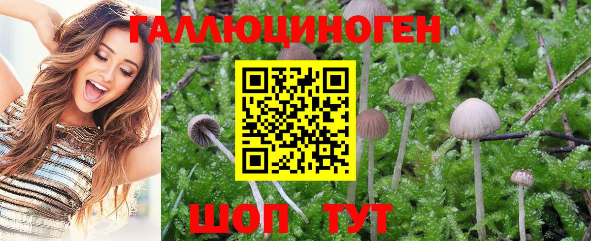 Галлюциногенные грибы Psilocybine cubensis Боровичи